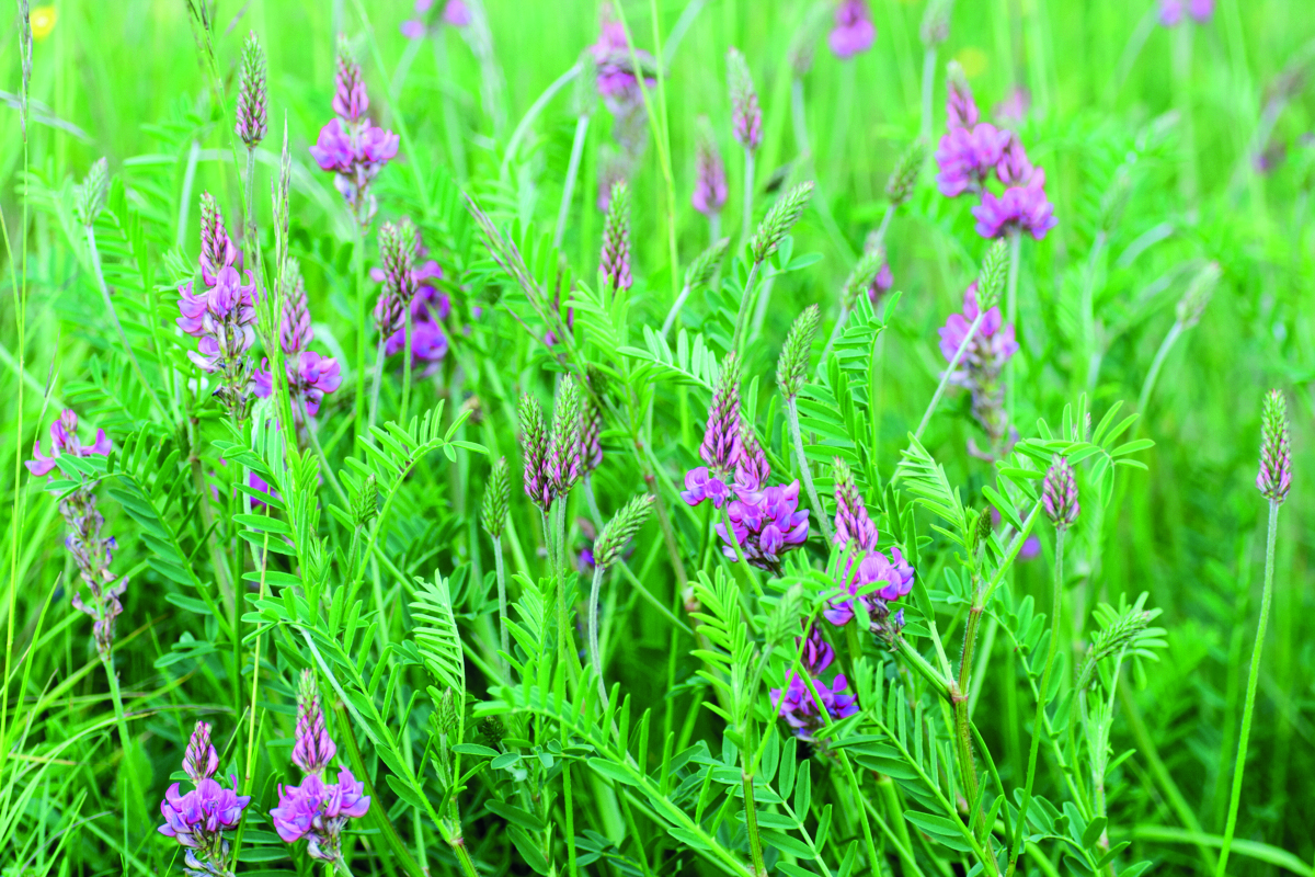 Sainfoin (Esparcette)