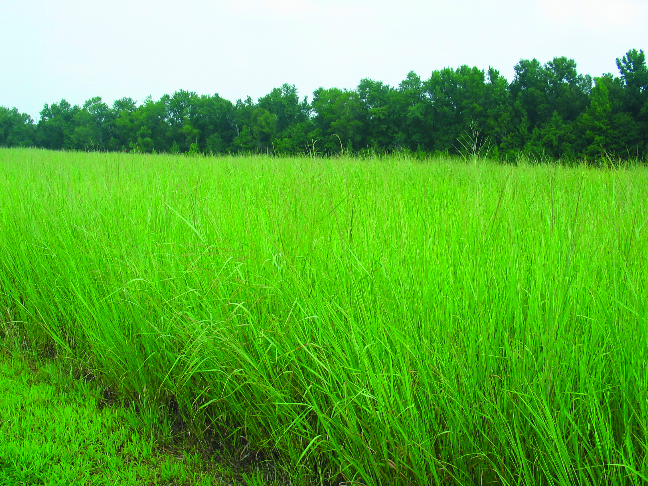 Switch Grass (Panic érigé)