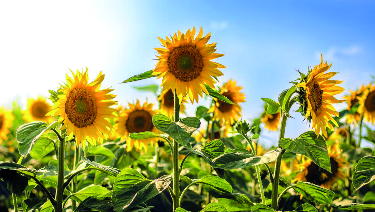 Tournesol