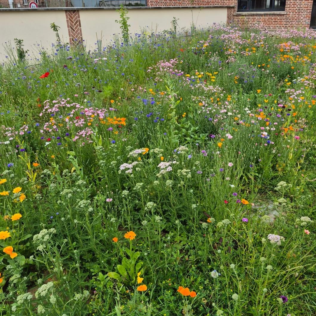 Mélange fleurs miel et papillons