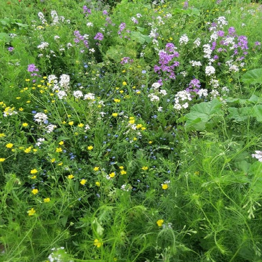 Mélange fleurs de la nature « ombres et lumières »