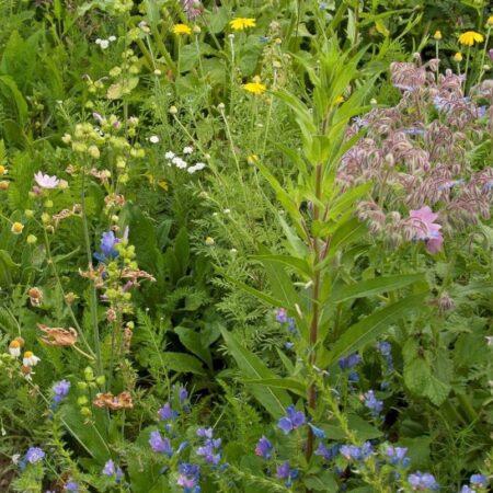 Mélange fleurs de la nature « prairies humides »