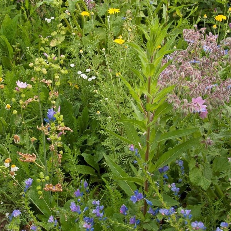 Mélange fleurs de la nature « prairies humides »