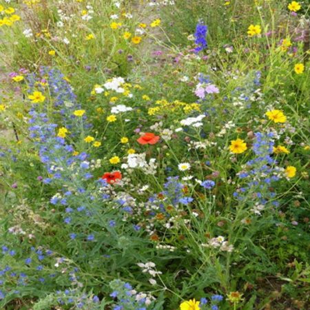 Mélange fleurs de la nature « tout terrain »
