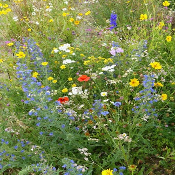 Mélange fleurs de la nature « tout terrain »