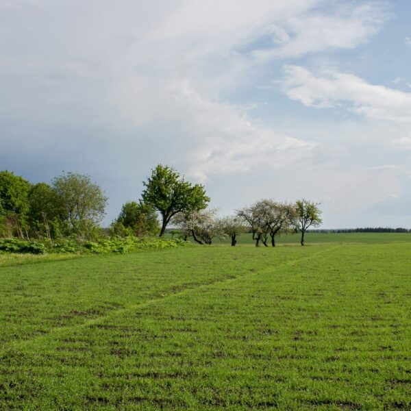 GAZON ENHERBEMENT pour agricole