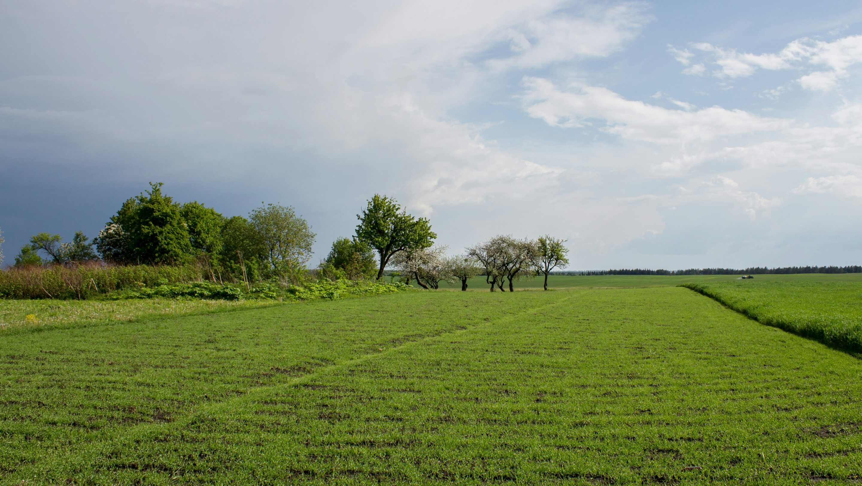 GAZON ENHERBEMENT pour agricole