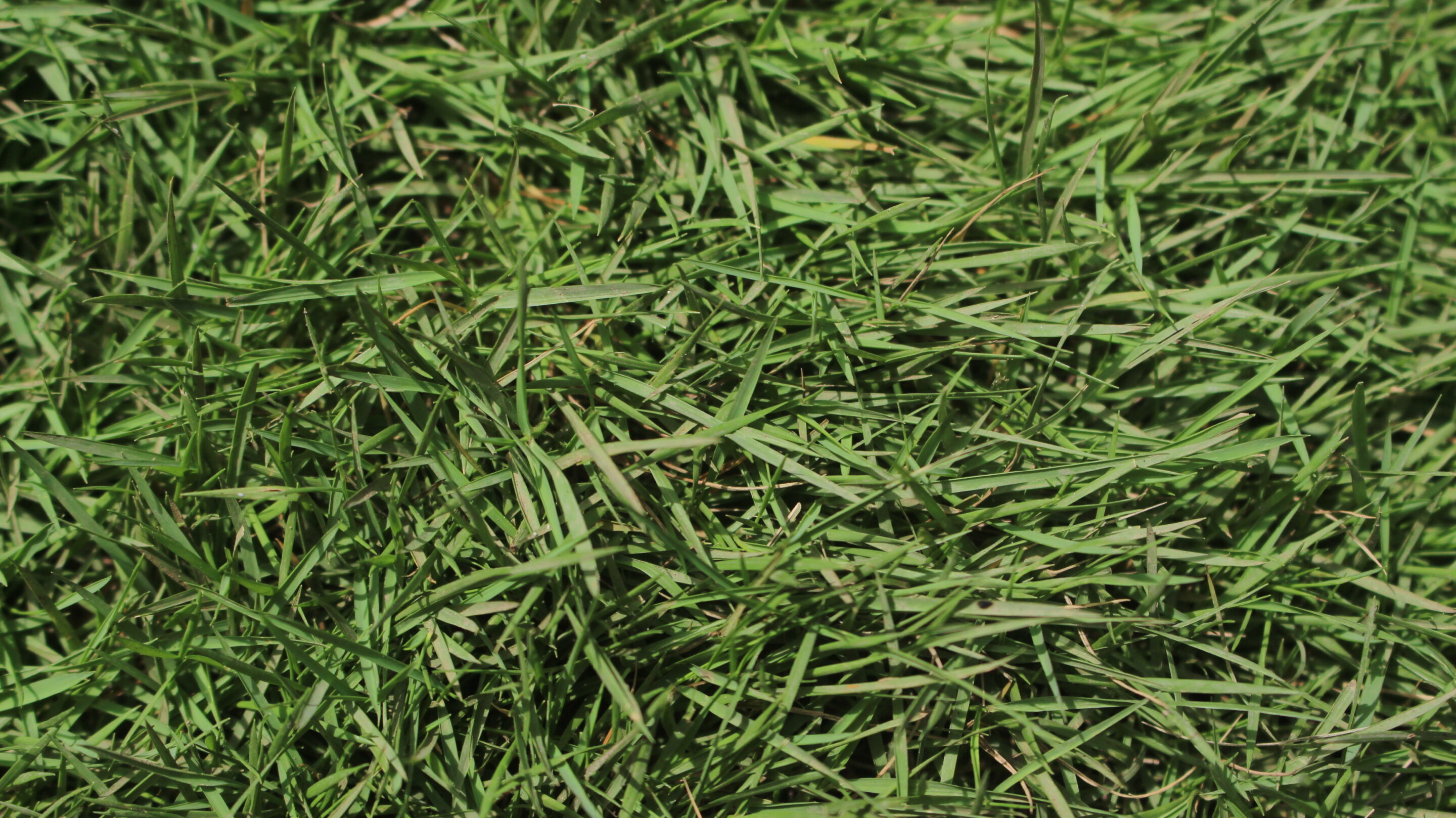 Peking grass or with the scientific name agrostis stolonifera