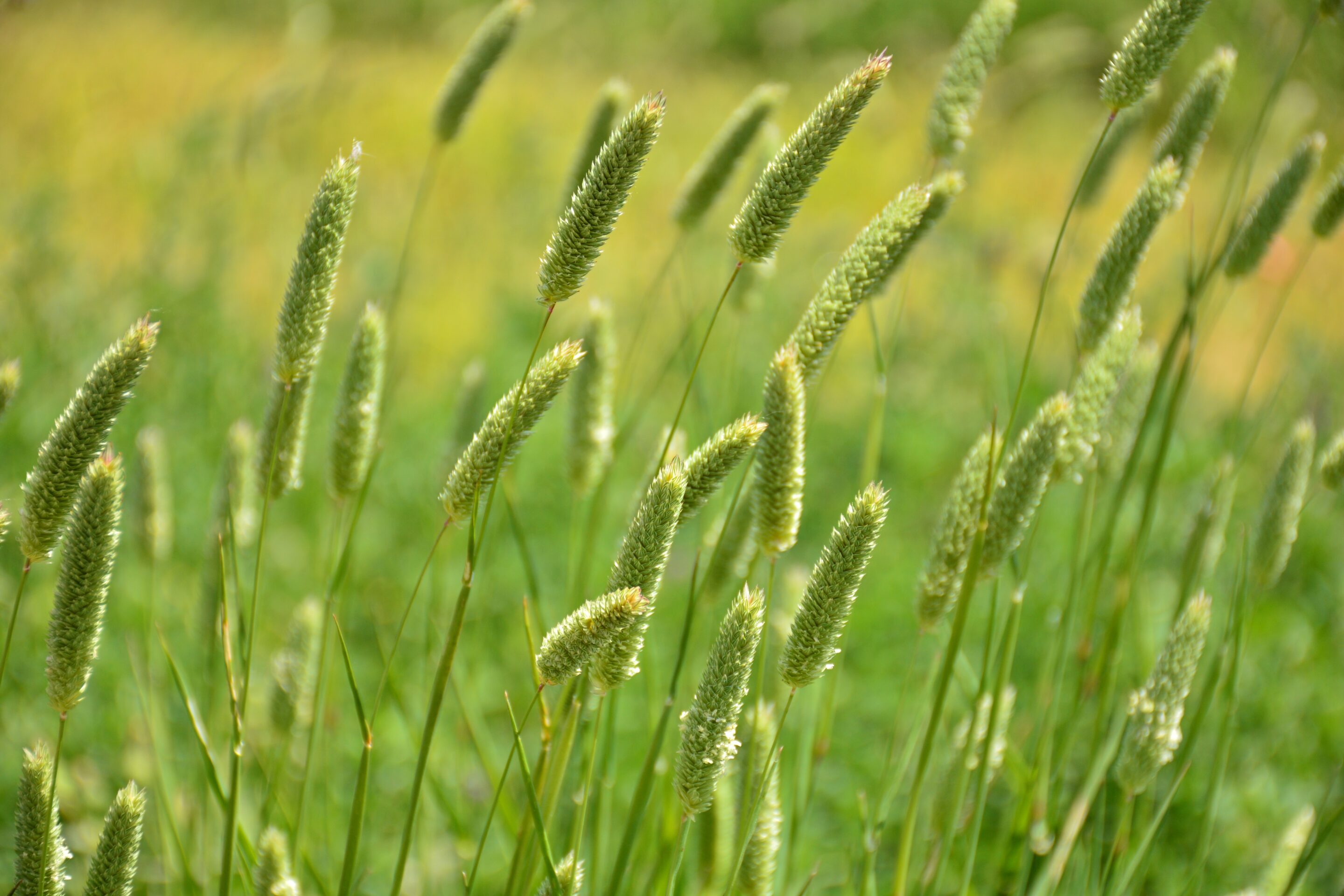 Campo sembrado de alpiste, phalaris canariensis