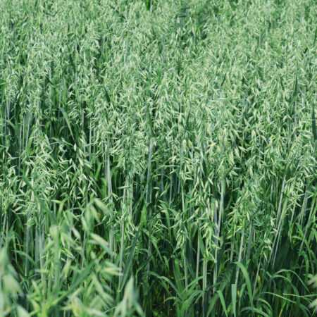 Green oat growing in the field.