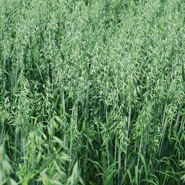 Green oat growing in the field.