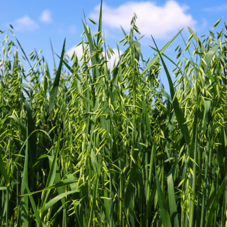 Young green oats on the field in sunlight. oat field on a background of blue sky and white clouds. field of young green oats. the concept of a good harvest, agricultural industry.