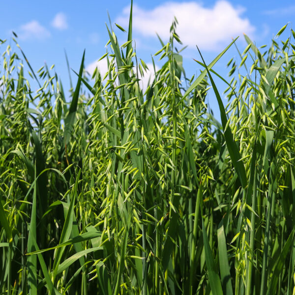 Young green oats on the field in sunlight. oat field on a background of blue sky and white clouds. field of young green oats. the concept of a good harvest, agricultural industry.