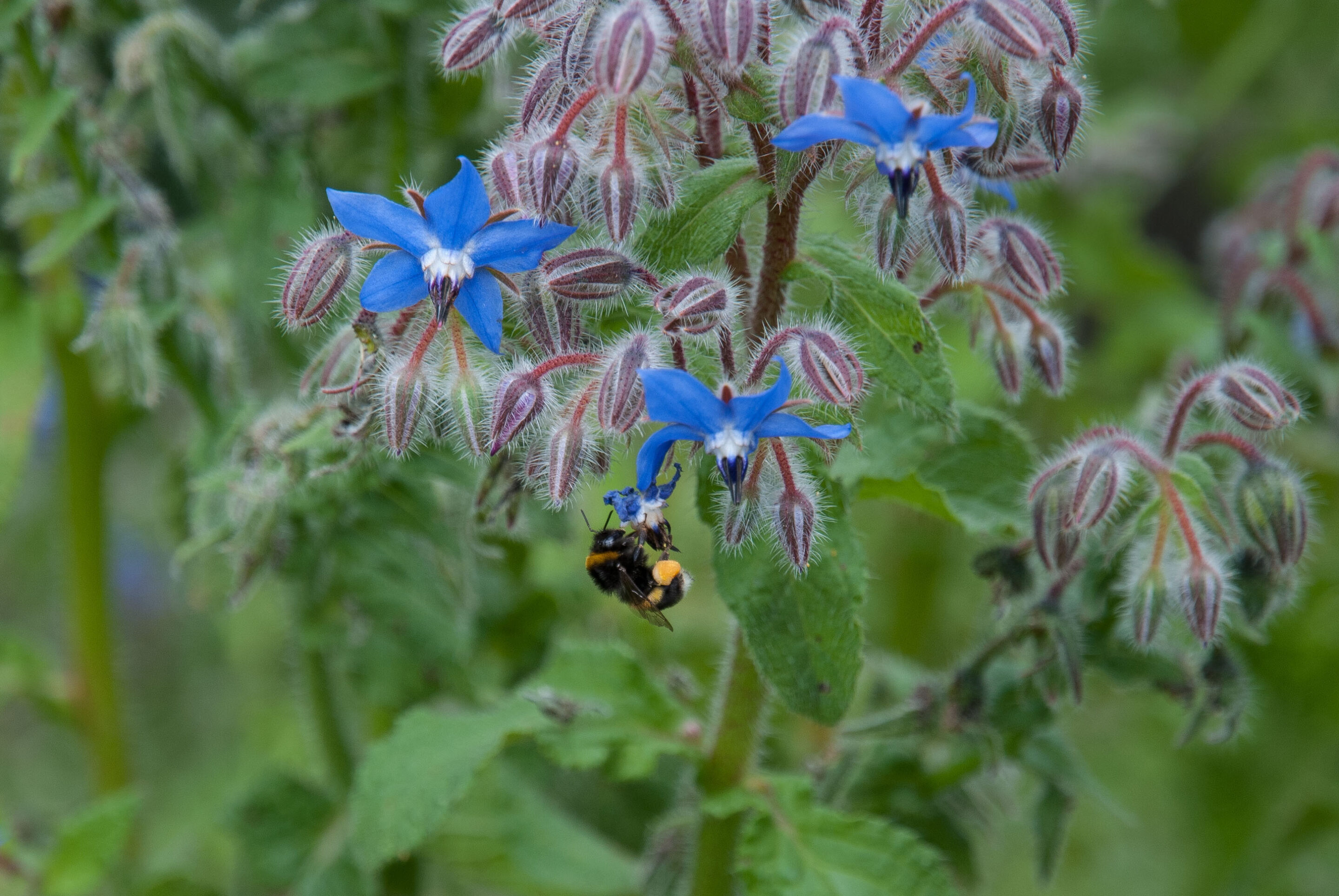 Bumble bee