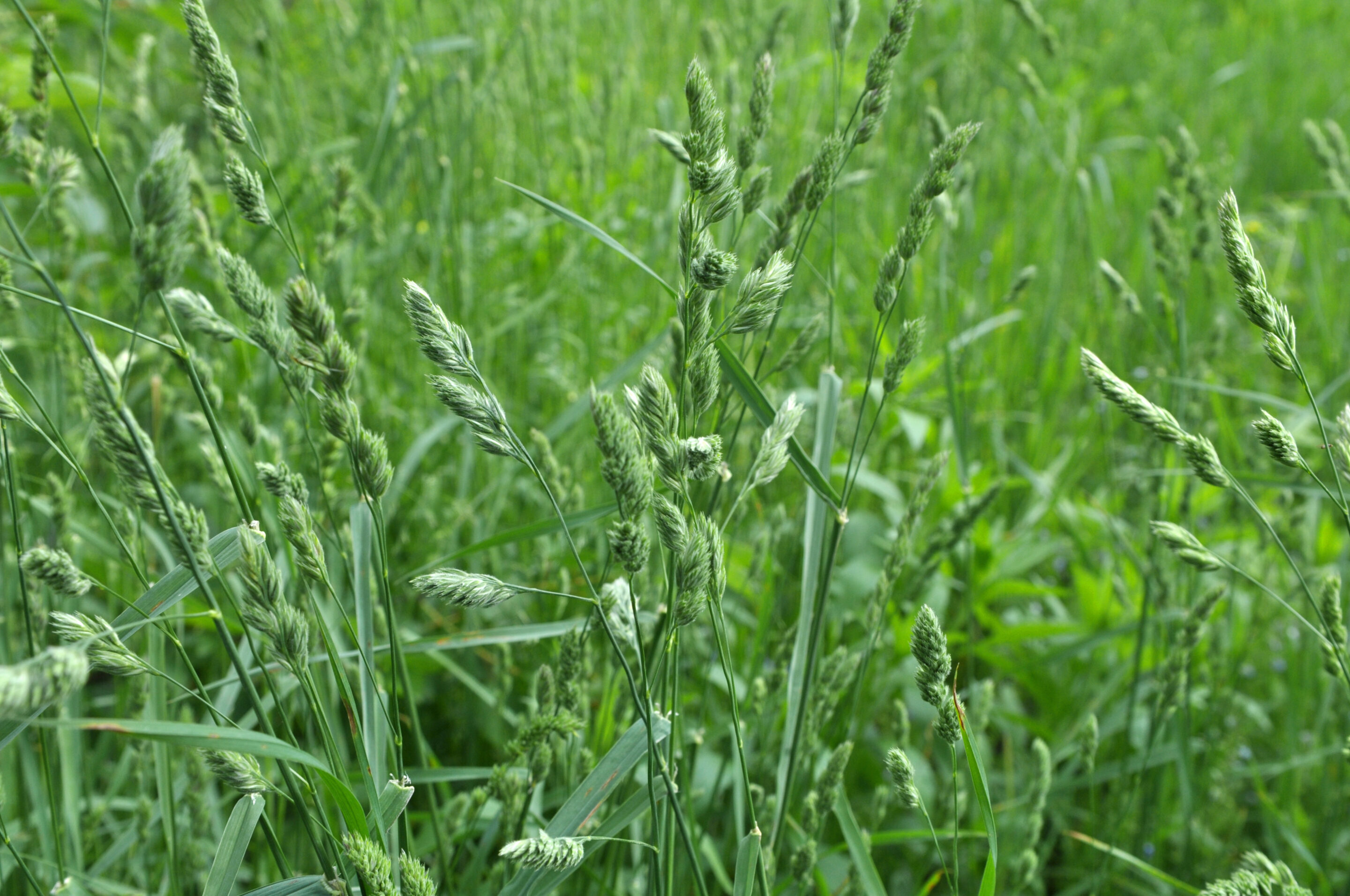 Dactyle