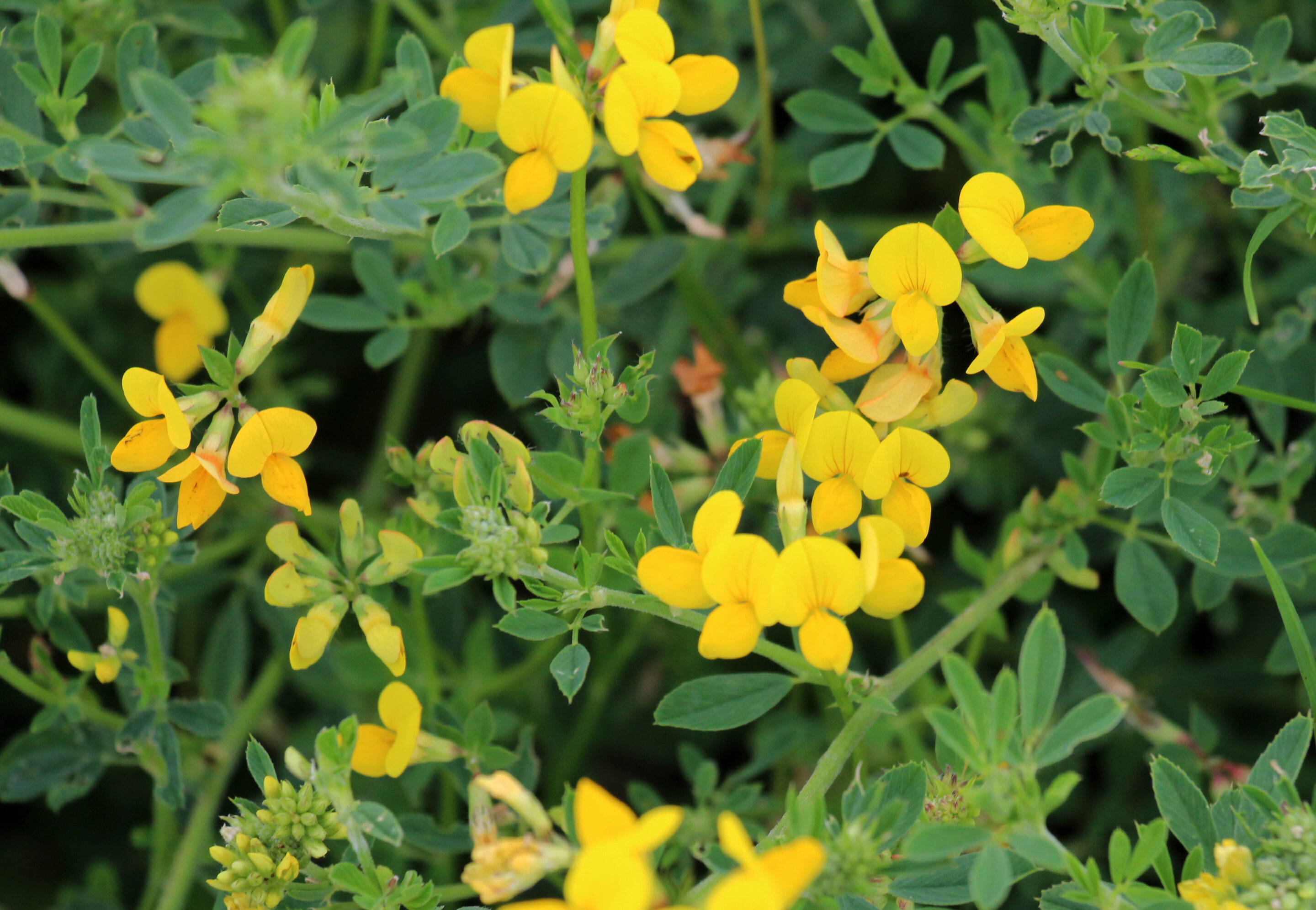 Lotus corniculatus grows among the grasses in the meadow