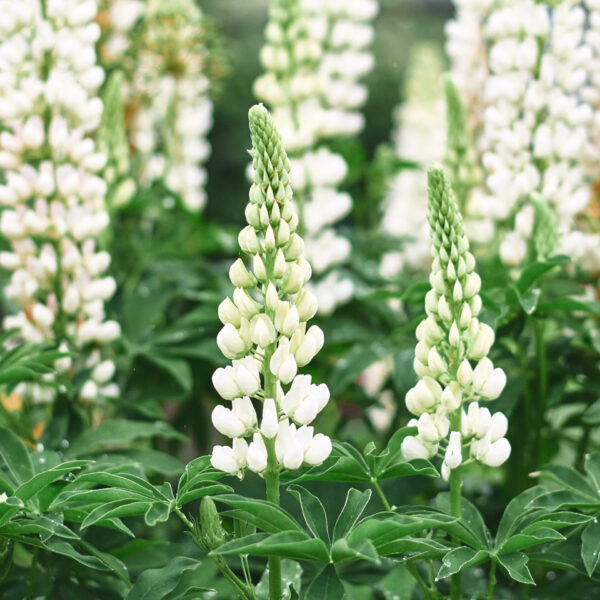 Beautiful white lupin flowers blooming in a garden during springtime with lush green foliage surrounding them