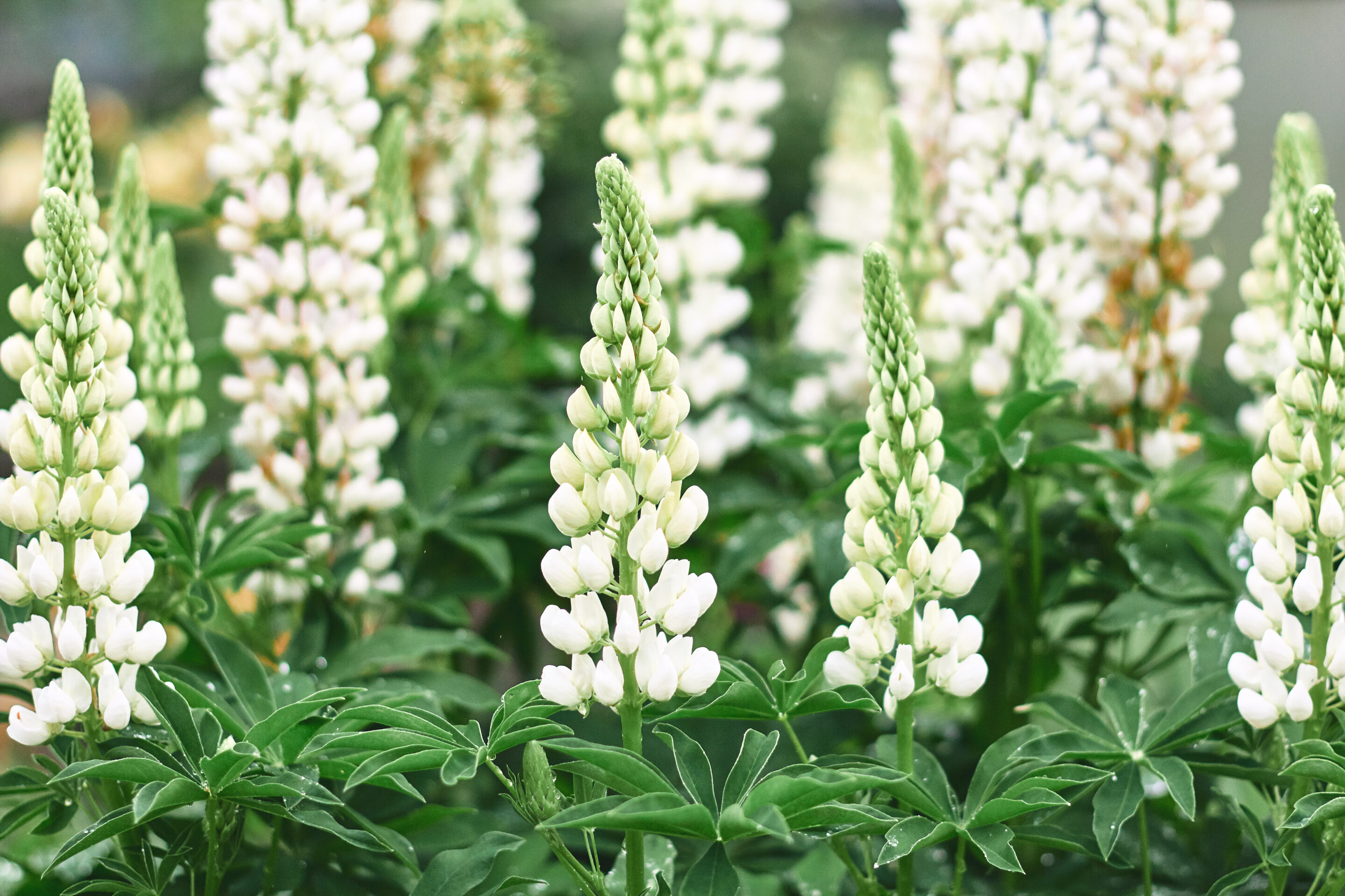 Beautiful white lupin flowers blooming in a garden during springtime with lush green foliage surrounding them