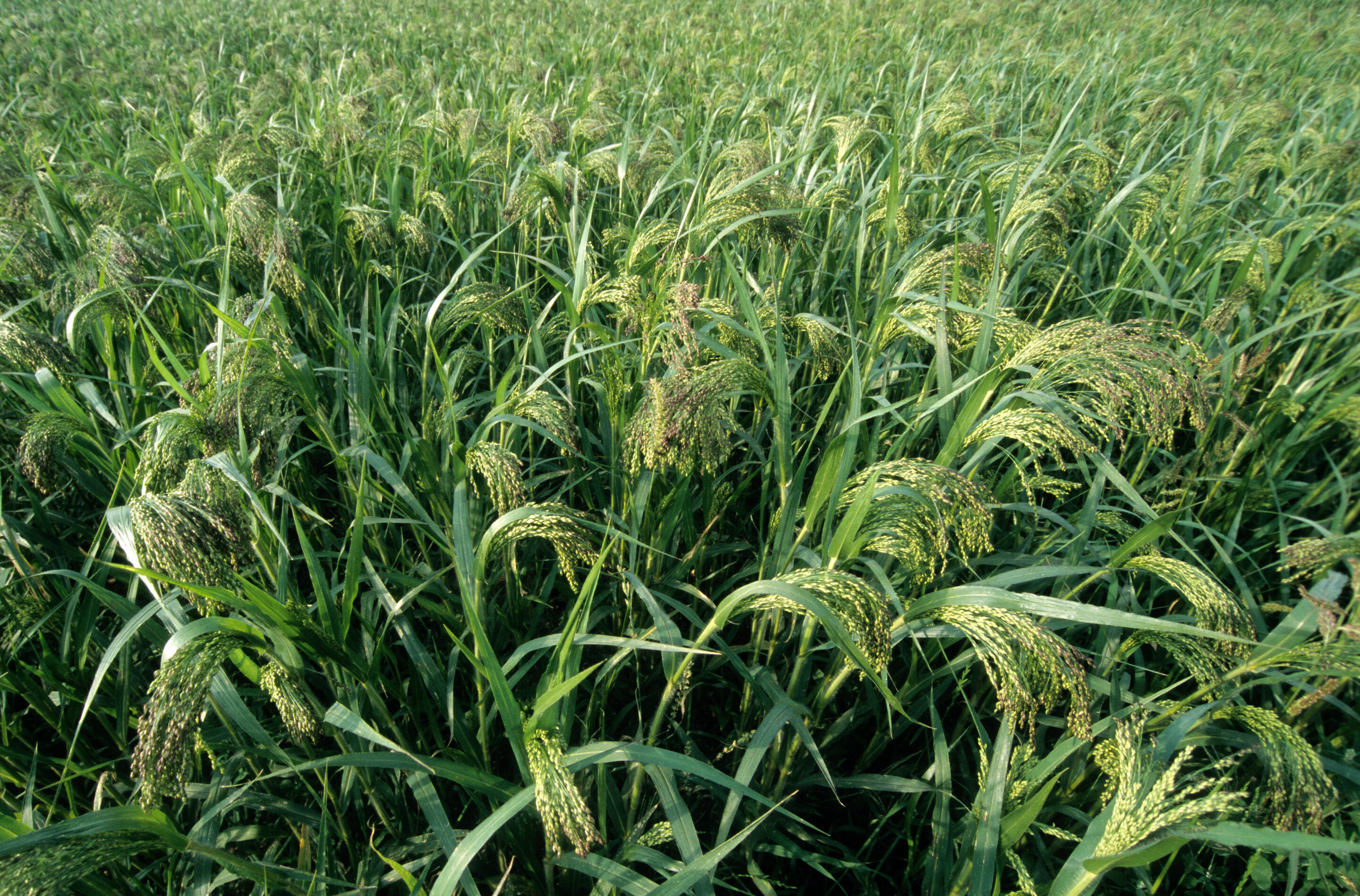 Millet Blanc