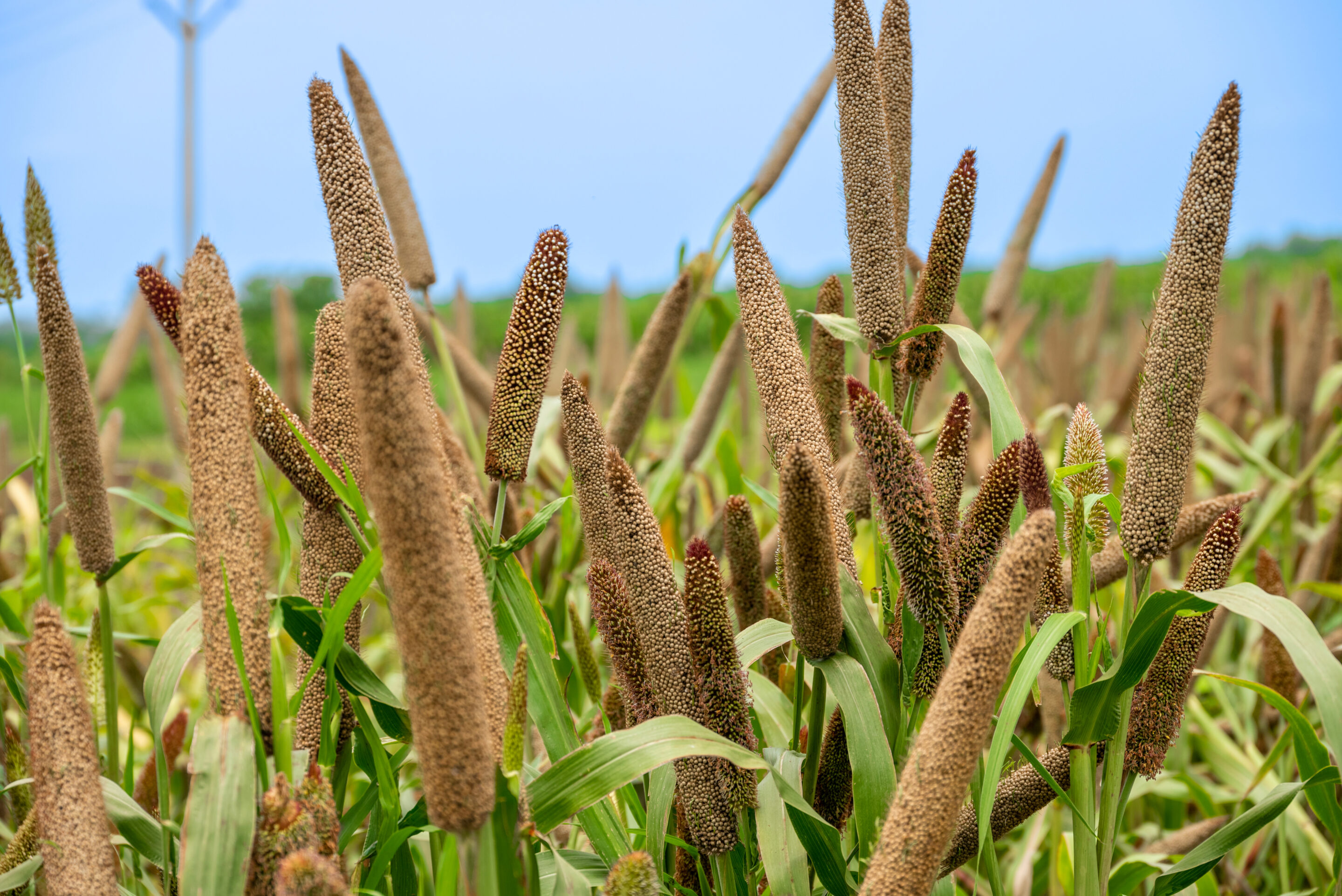 Millet Fourrager
