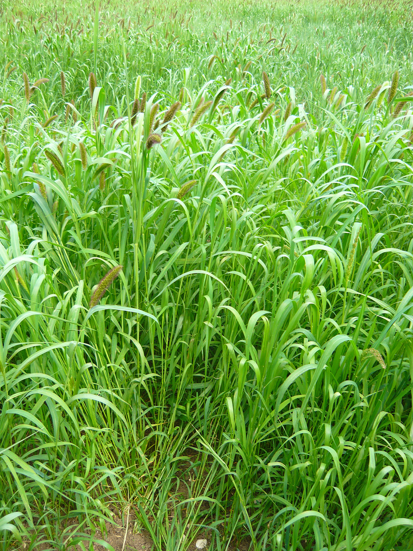 Moha (moha bigarré)