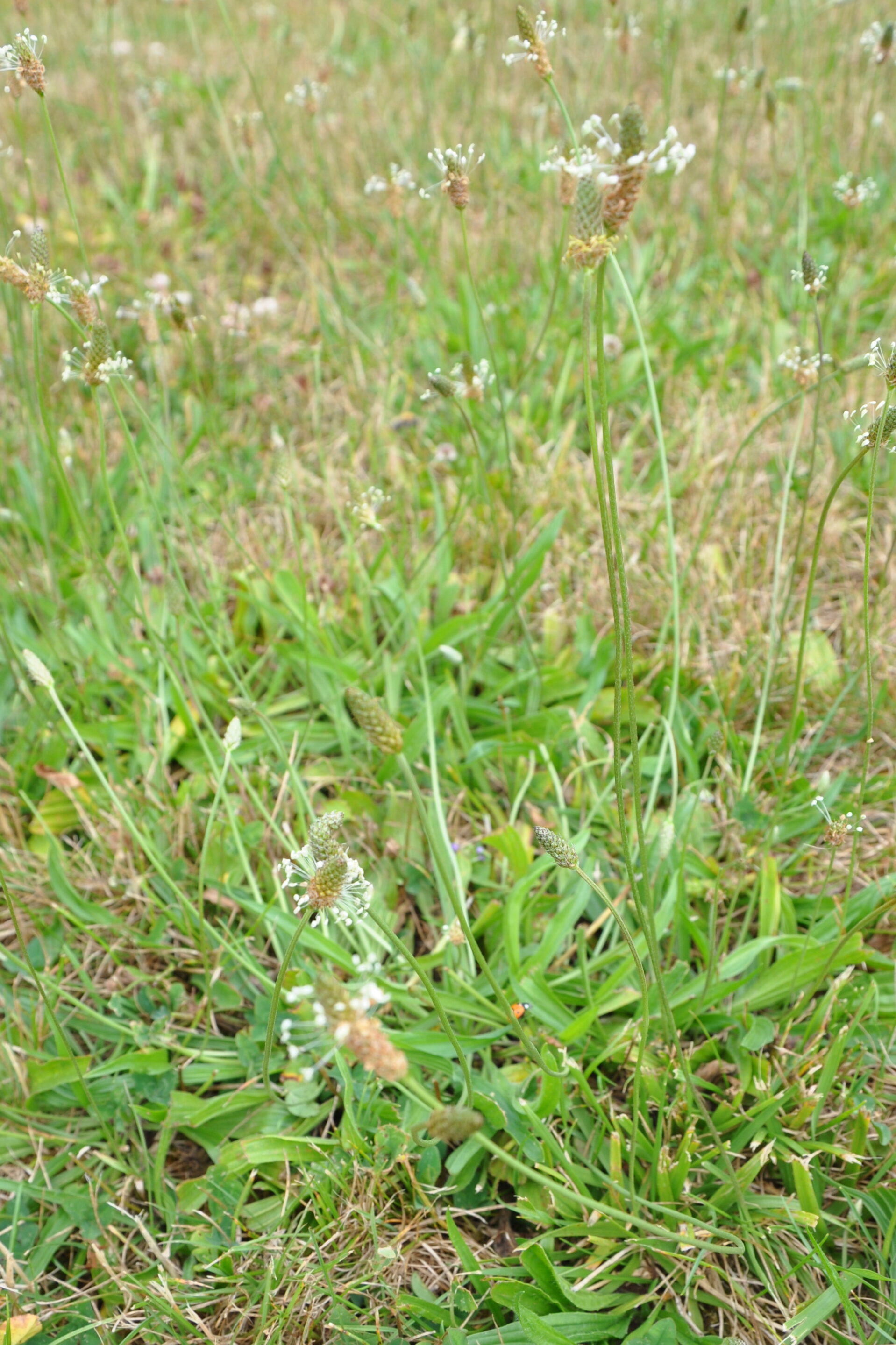 Plantain lancéolé