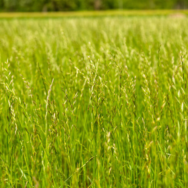 Ray-Grass Anglais