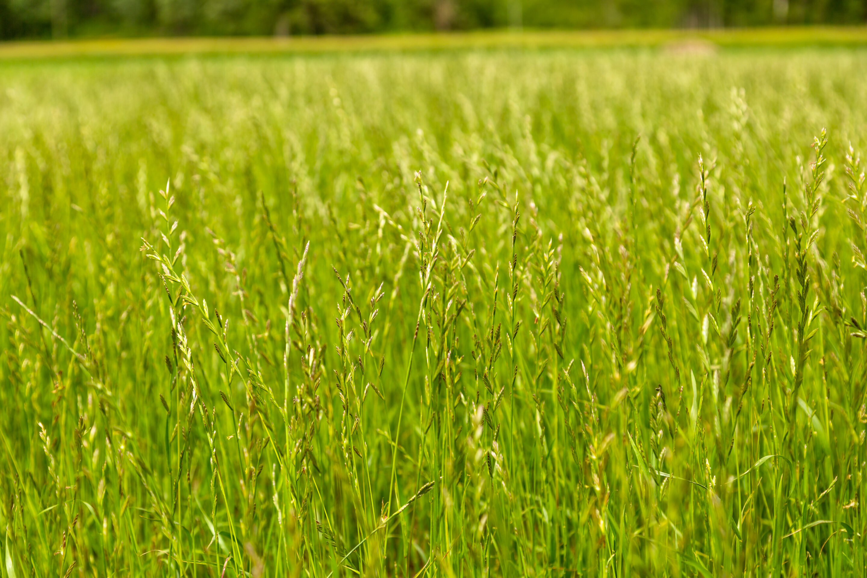 Ray-Grass Anglais