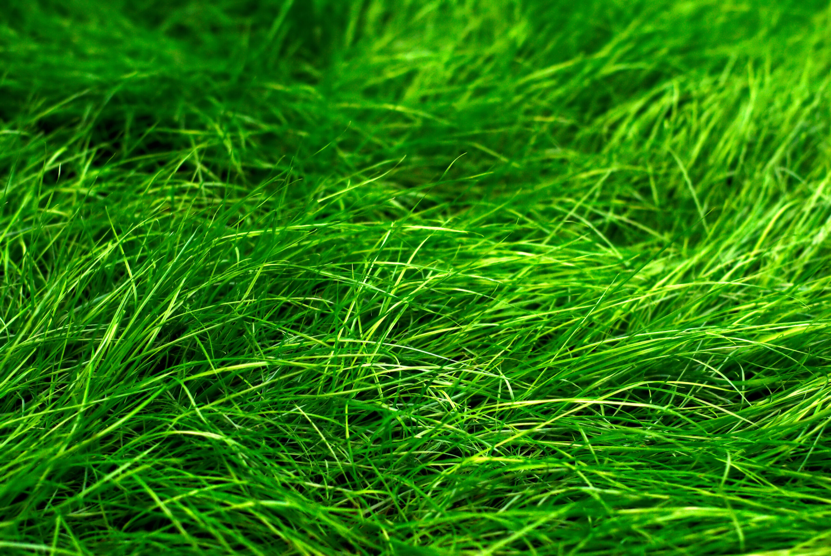 Ray-Grass Anglais gazonnant