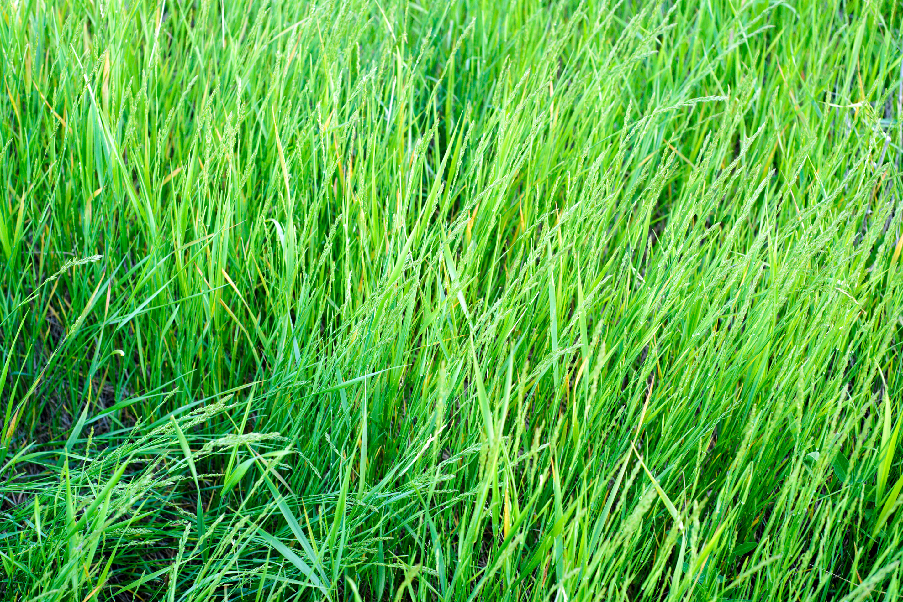 Ray-Grass Hybride