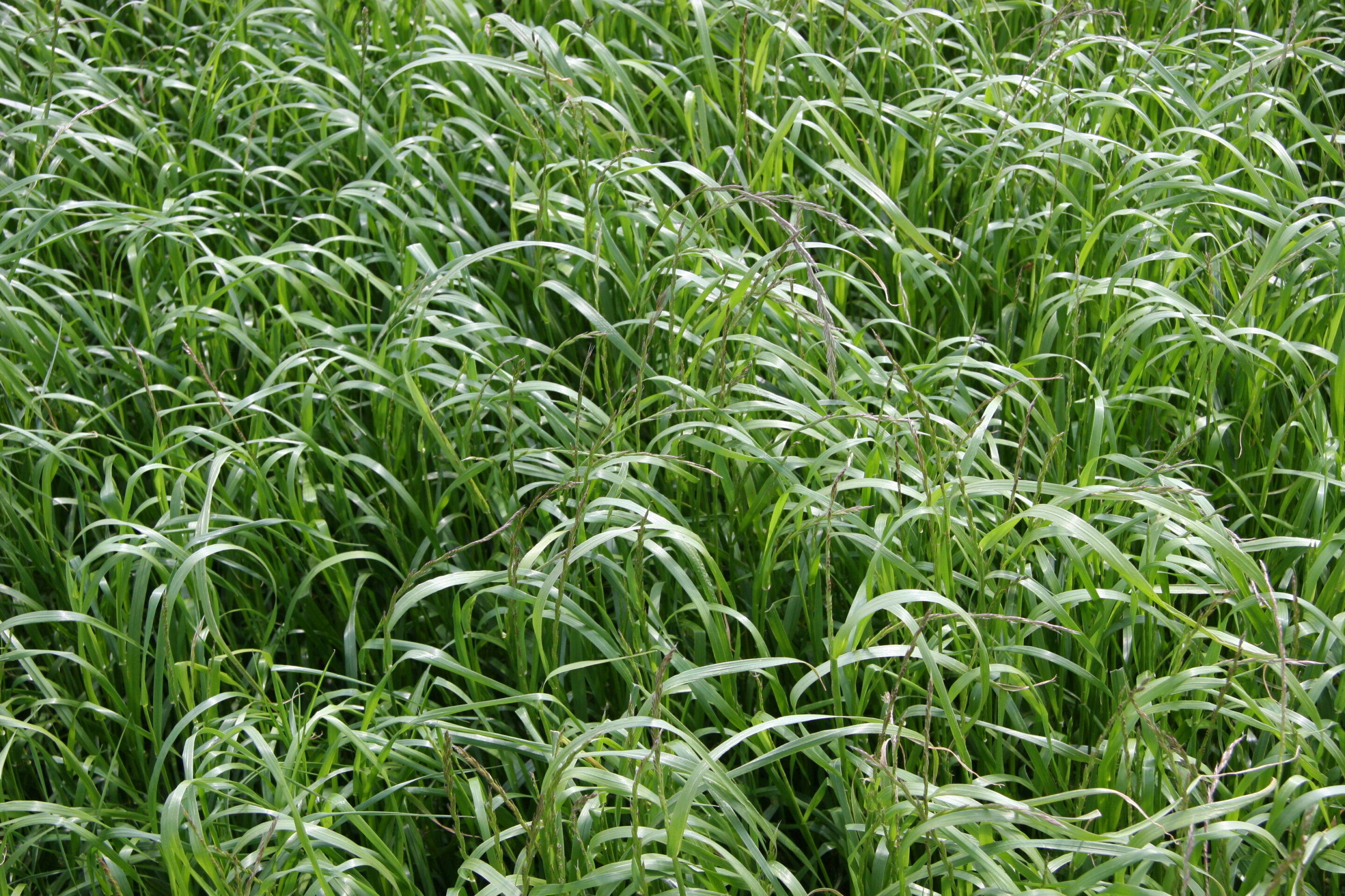 Ray-Grass Italien