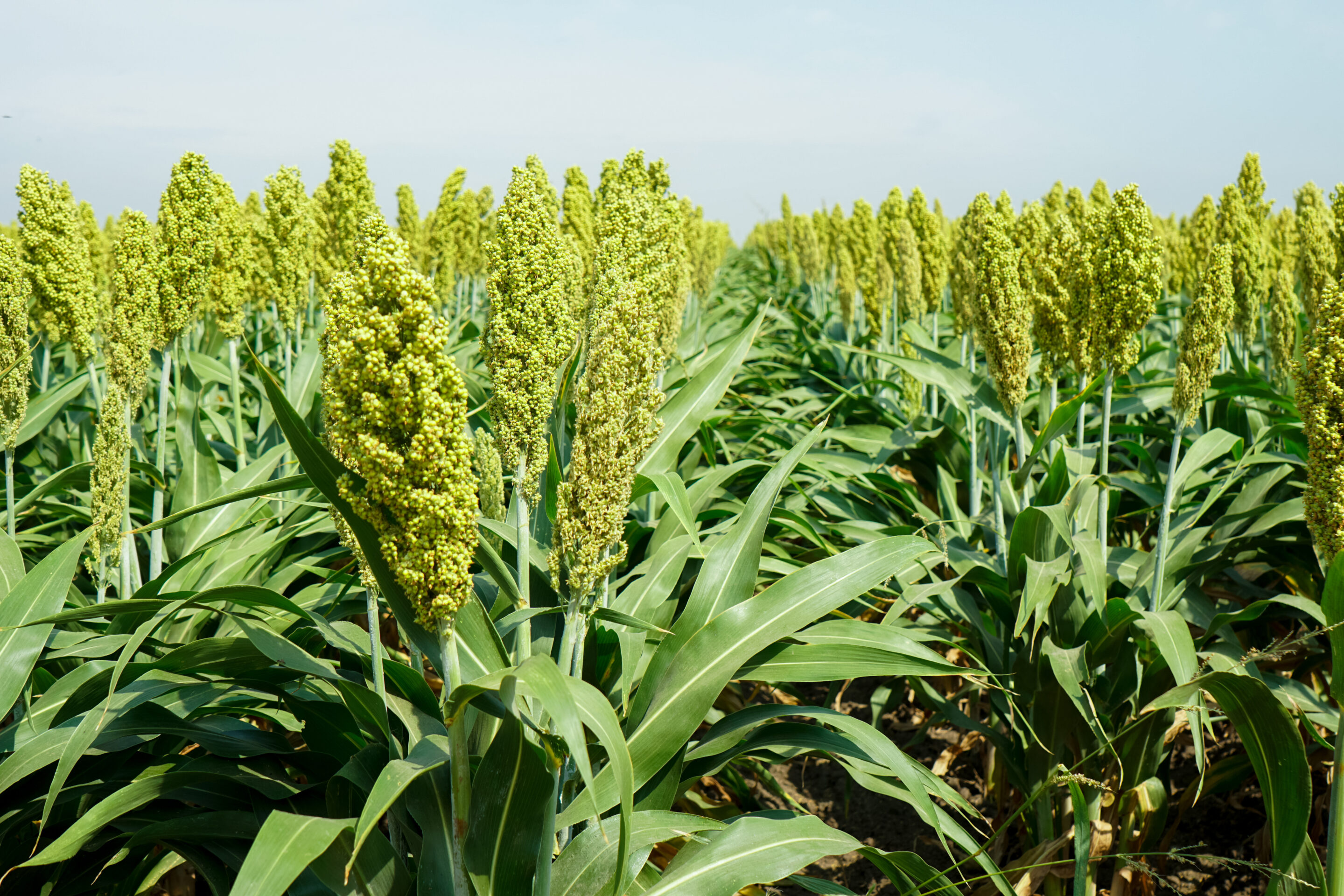 Sorgho grain