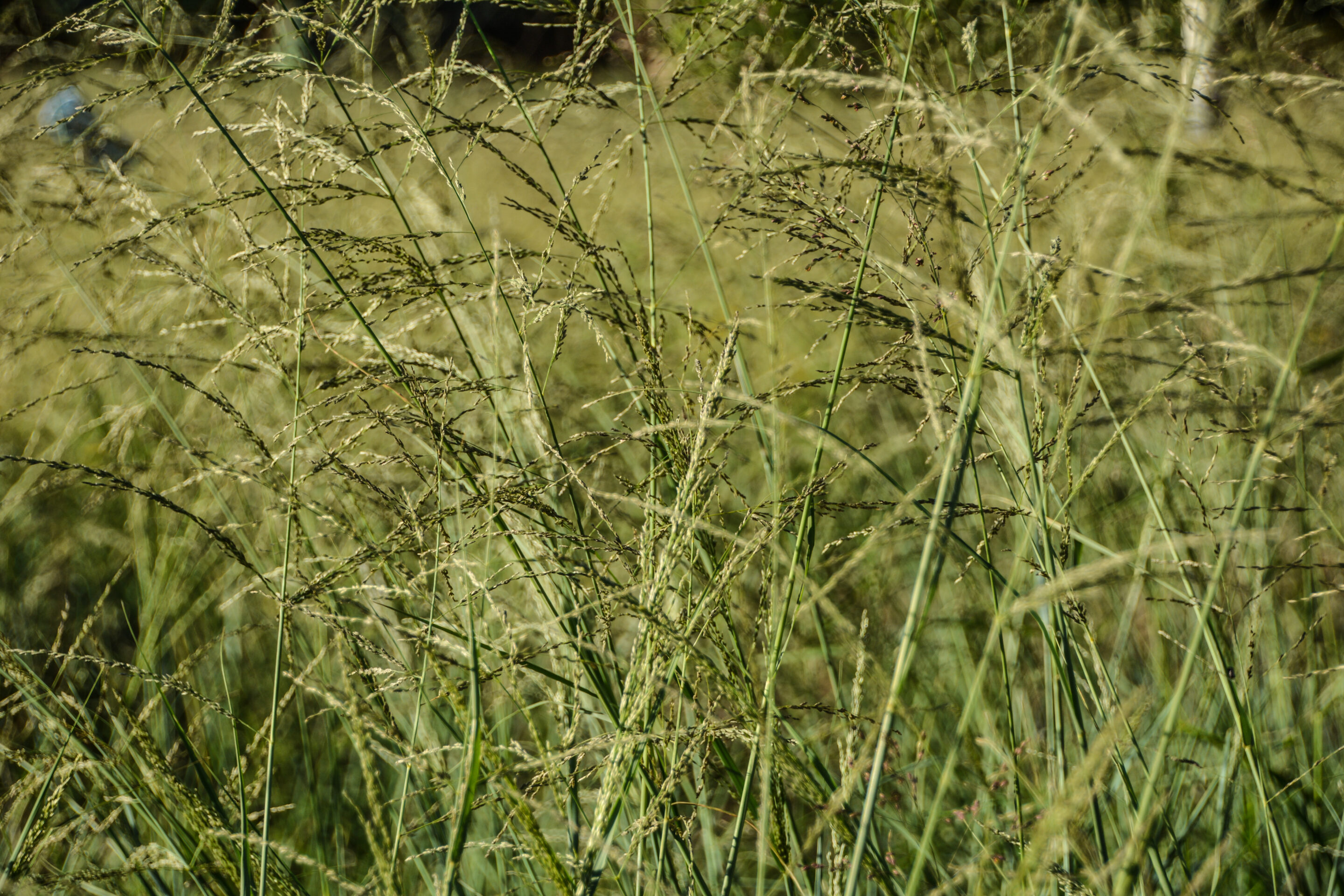 Teff grass