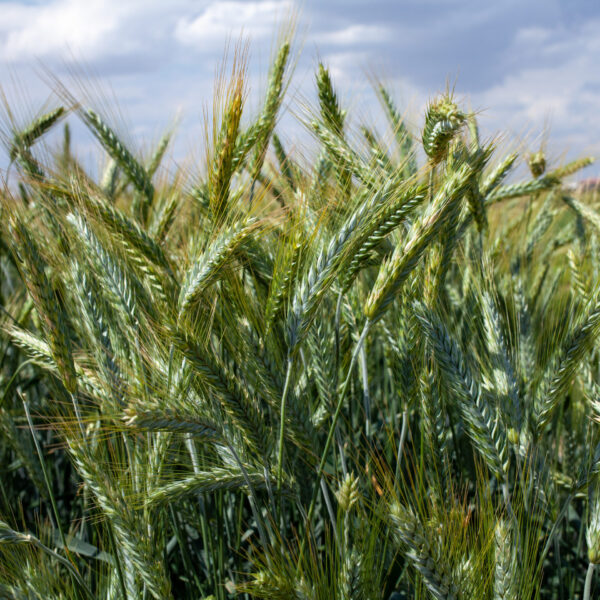 Triticale fourrager