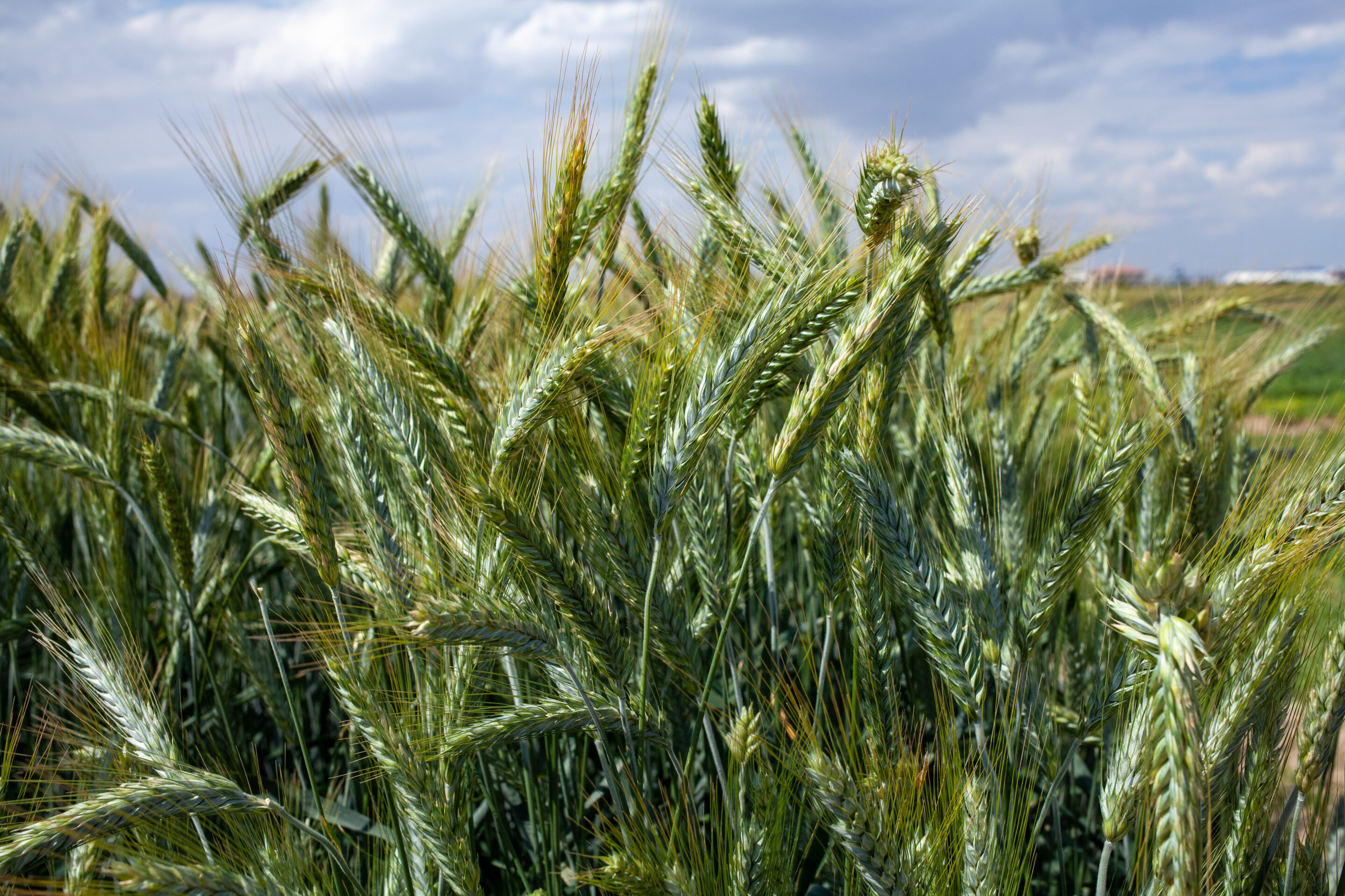 Triticale fourrager