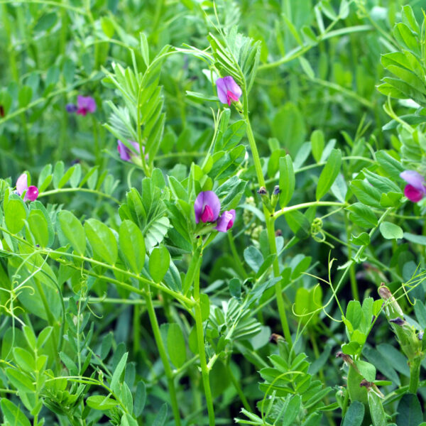 Vesce Commune
