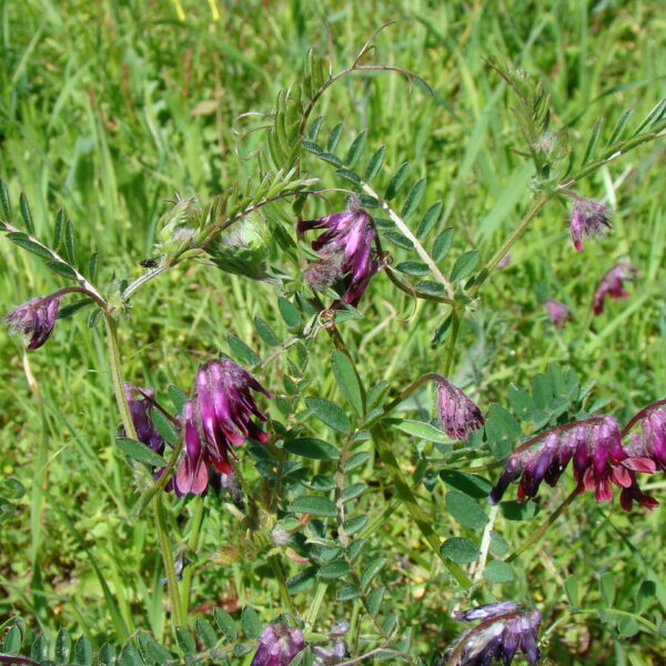 Vesce Pourpre-Bengale