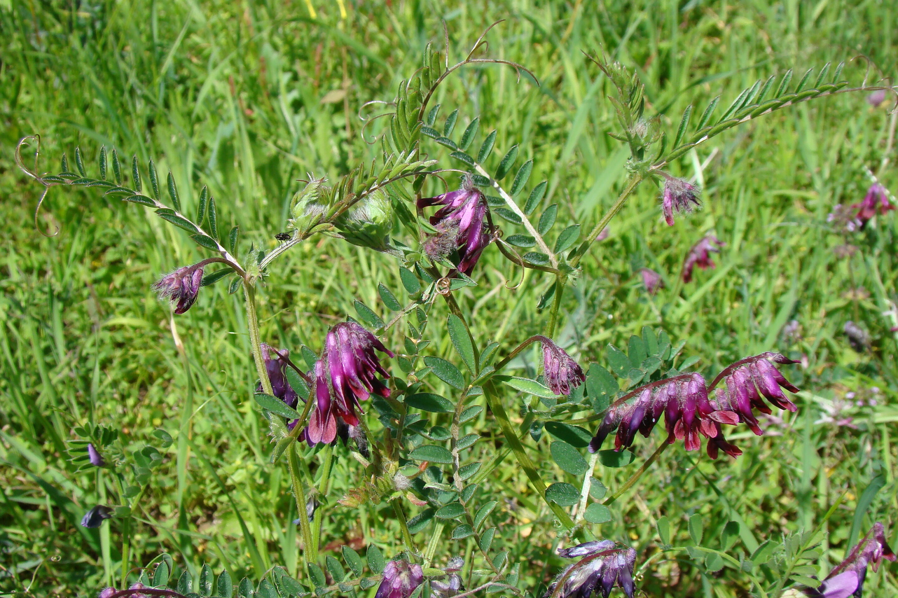 Vesce Pourpre-Bengale